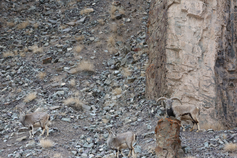 Photo courtesy Inger Vandyke - Wildlife Photographer
